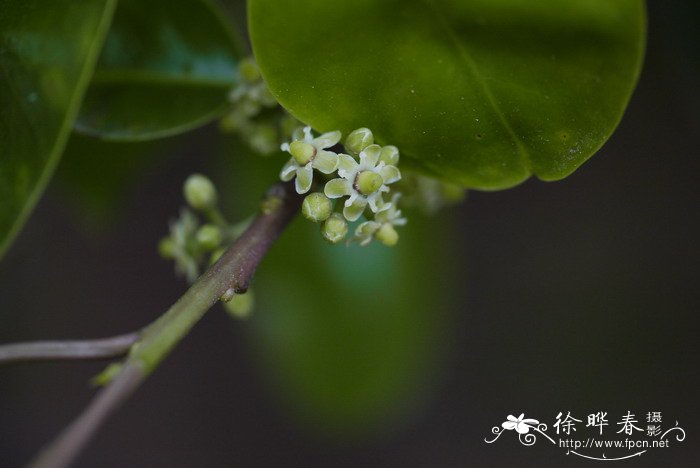 三亚蜜月婚纱摄影