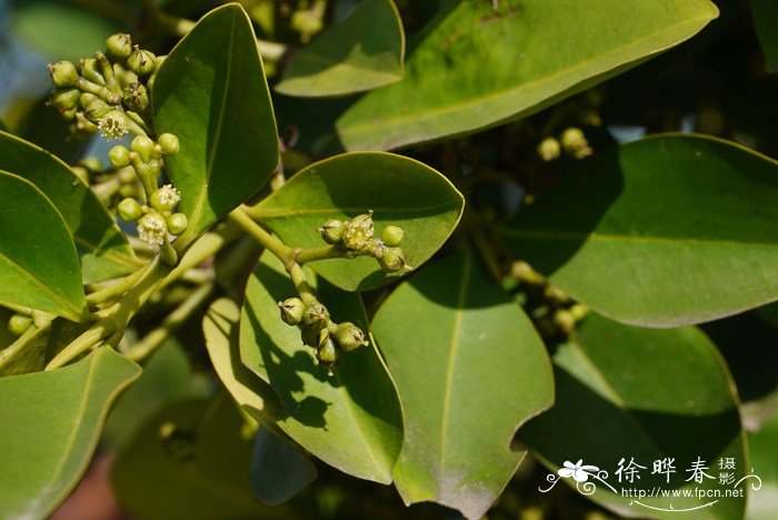 天师栗