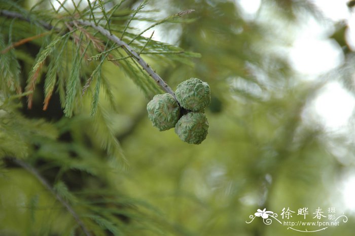 雏菊花