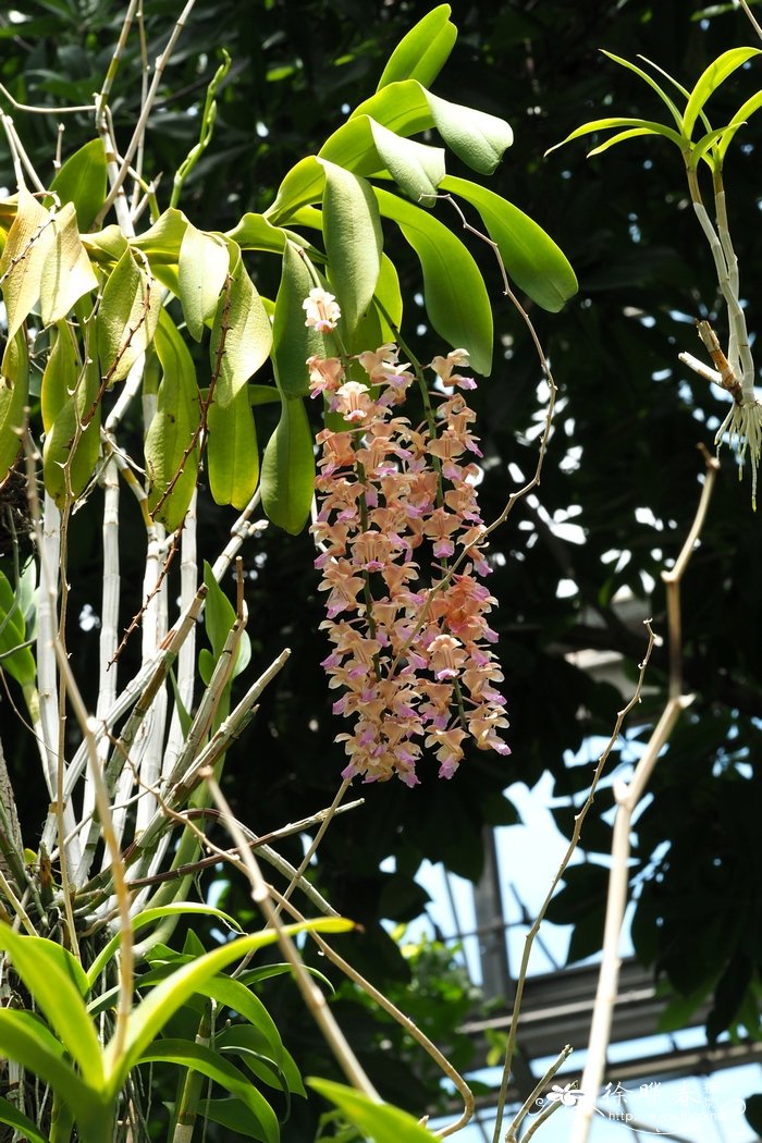 菠萝树长什么样