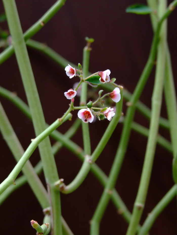 君子兰开花后的花杆怎么处理