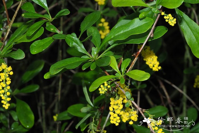 白鹤芋