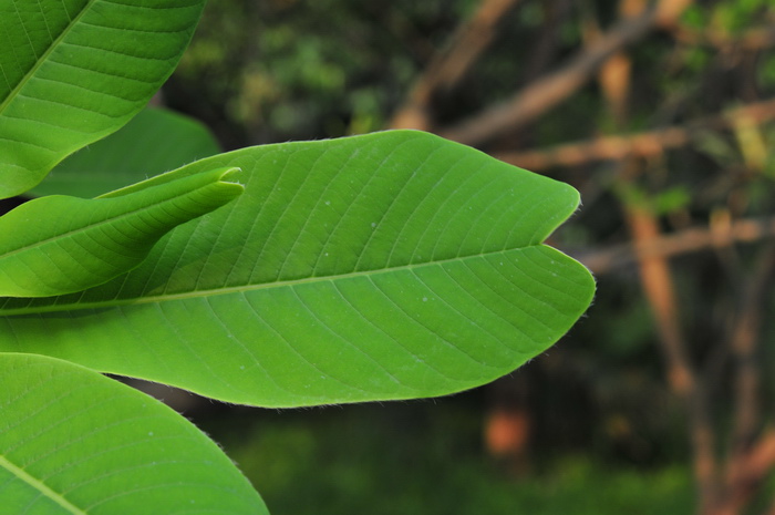 小盆栽植物