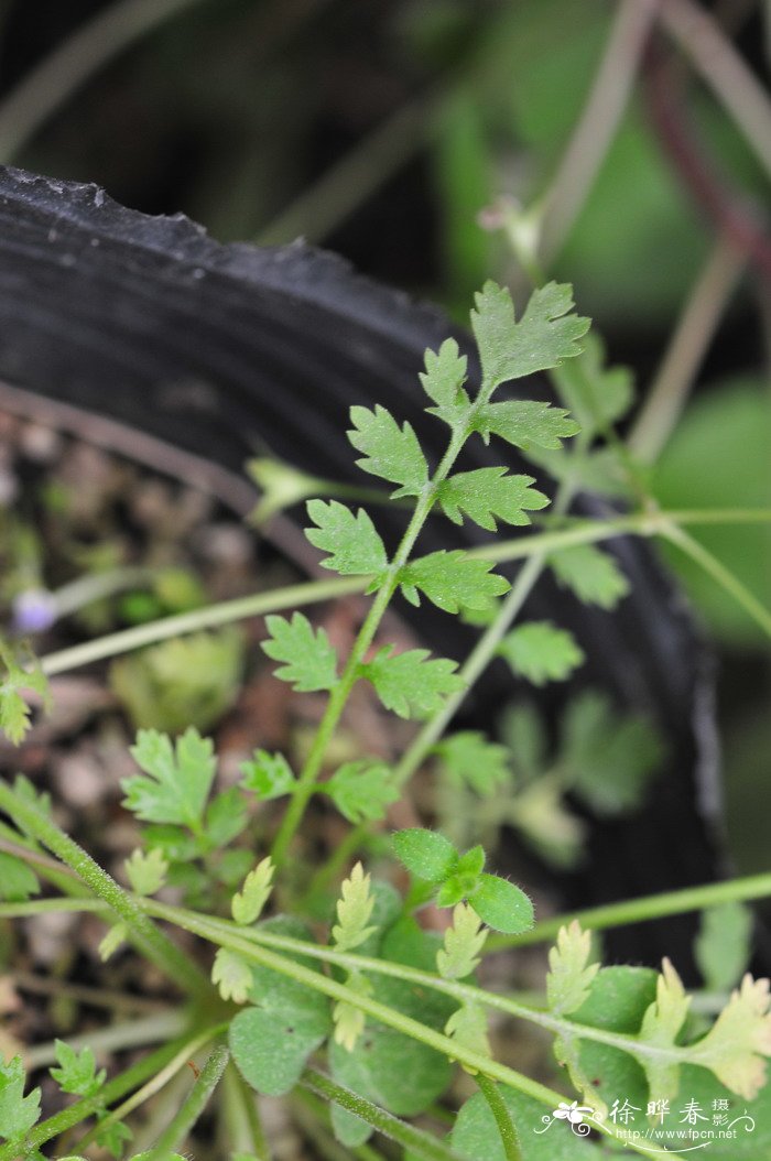 苹果种植技术与管理