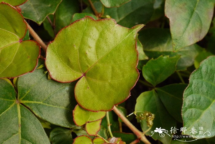 菠萝什么季节