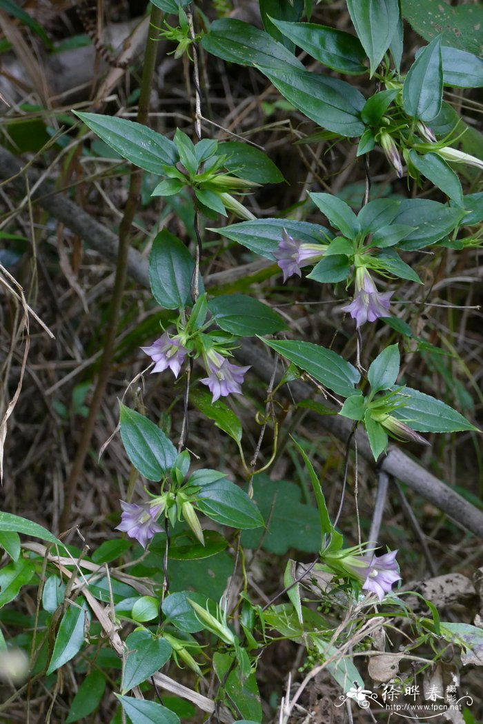 裸子植物有花吗