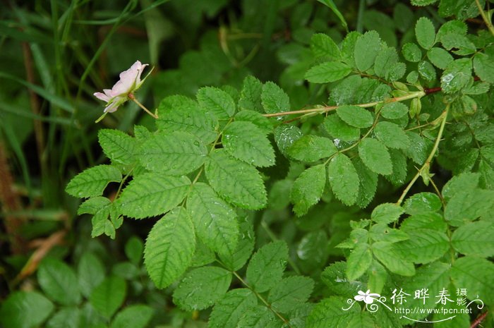 九月开什么花