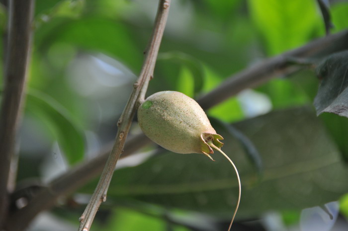 枣核