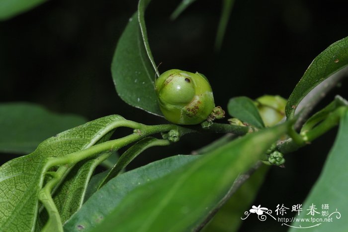 紫藤什么时候开花