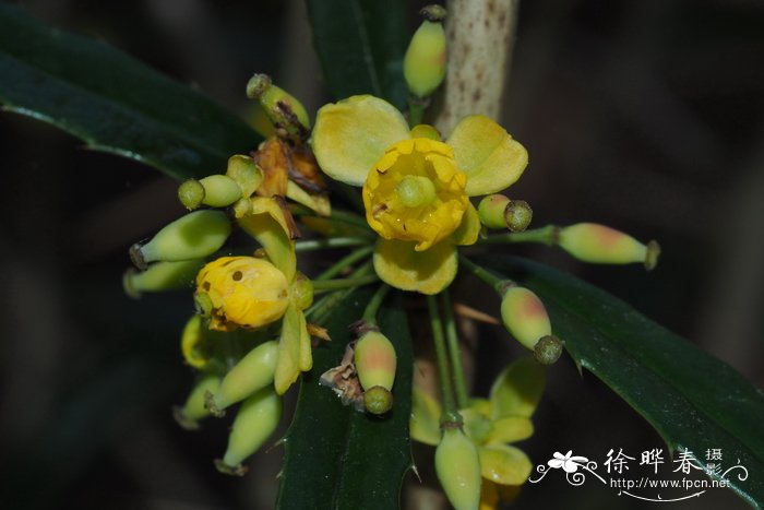 送老师什么花好