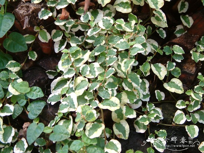 金钱草的种植方法