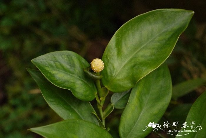 花中西施是哪种花