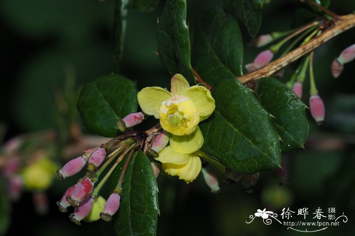 香蕉是什么季节的水果