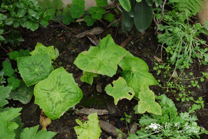 木香花为什么叫鬼招手