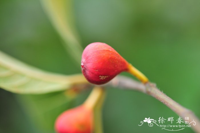 怎样养水仙花