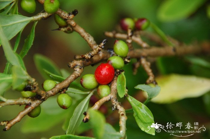 油茶的种植