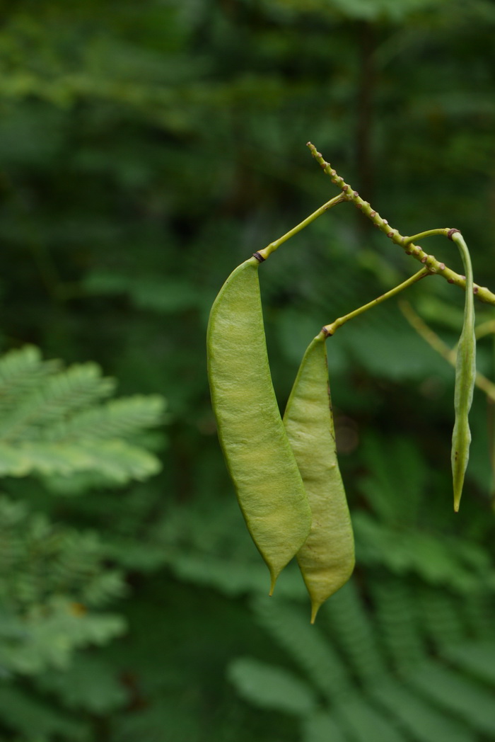 山茶花什么季节开