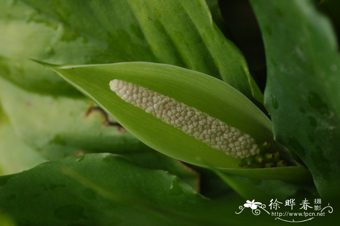 代表健康的花