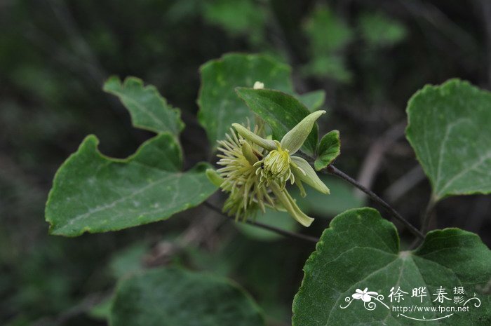 白菊花图片