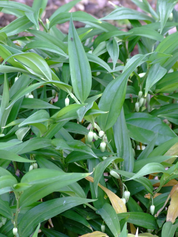 室内适合养的18种植物