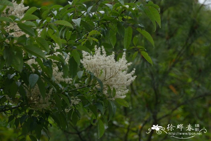 洛阳牡丹什么时候开