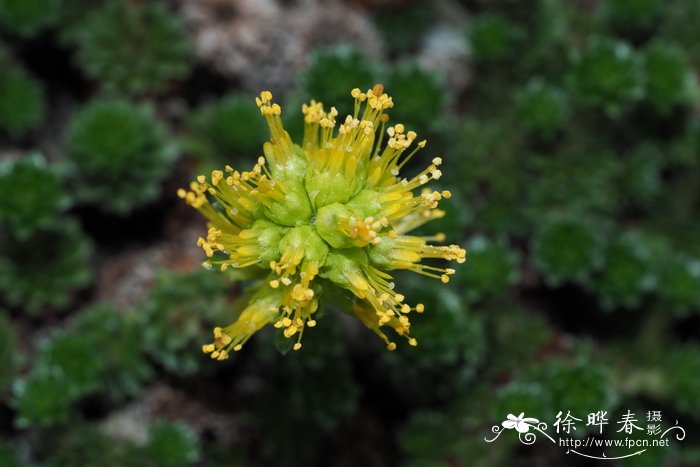 卫生间适合养什么花和植物好