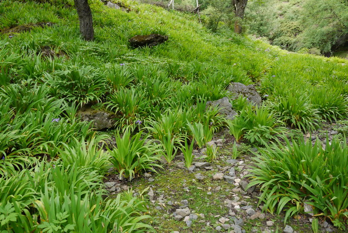 茴香豆