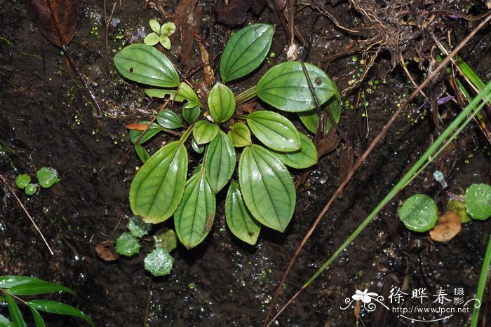 青绿苔草