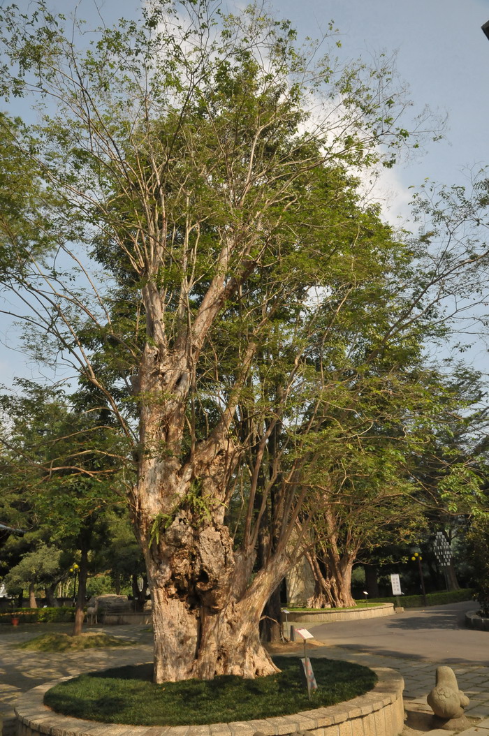 早熟苹果苗