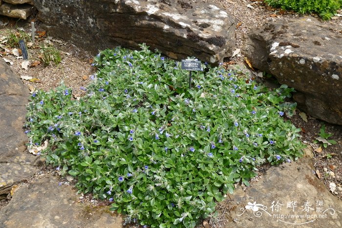 菠萝什么季节