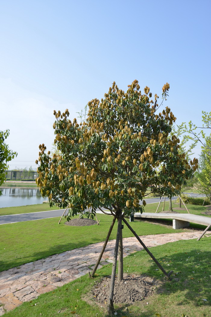 雀梅盆景开花结果图片