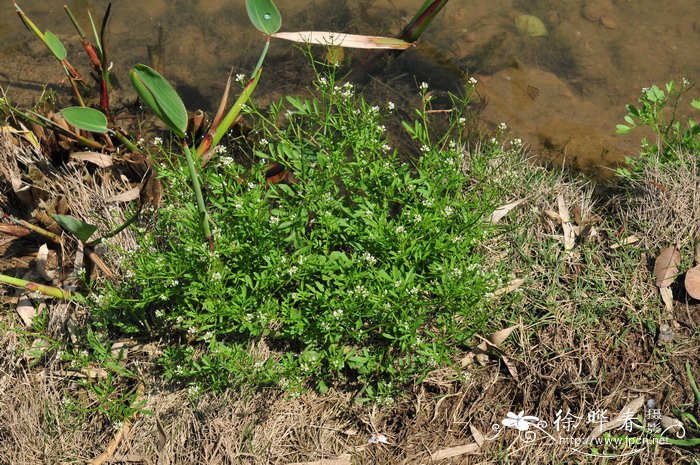 苹果名称大全