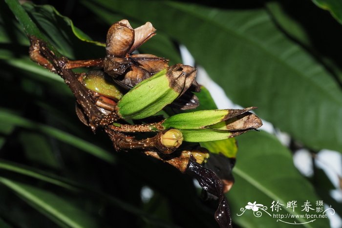 金线莲怎么种植比较好