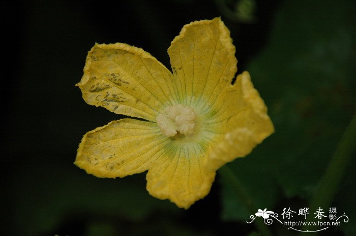 黄金万两植物客厅风水