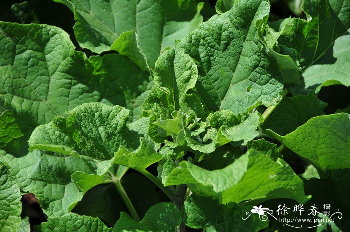 brassica juncea