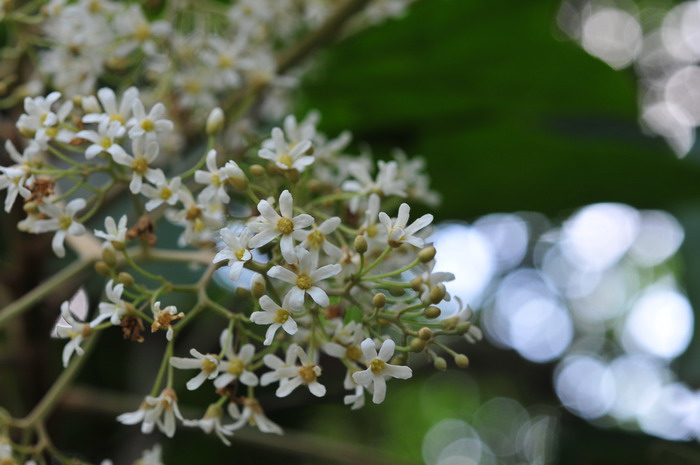 金桂花树苗多少钱一棵