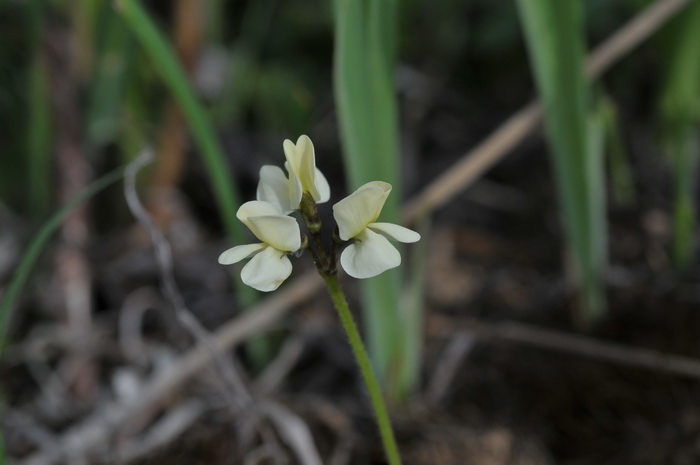 菊花花