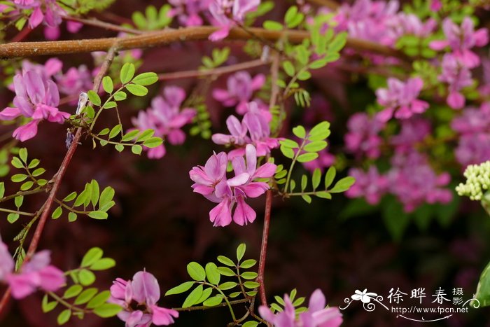 各种花开的时间