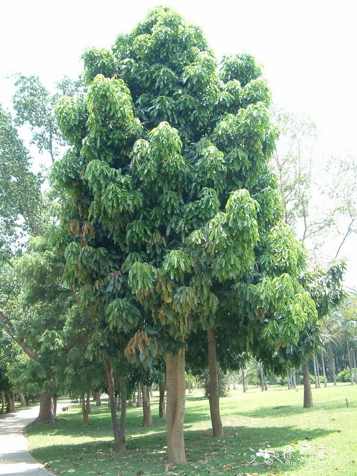 鲜花怎么做成干花