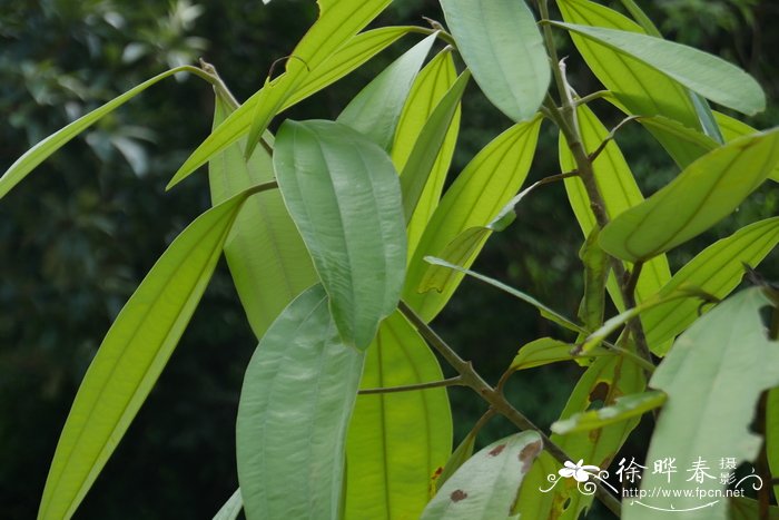 漳州最大的花卉批发市场在哪