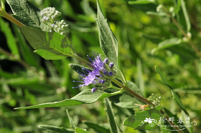 吉林市市花是什么花