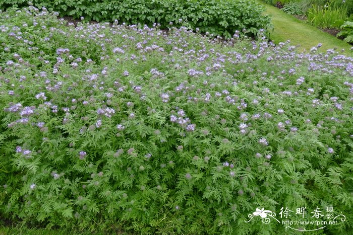 代表爱情的花