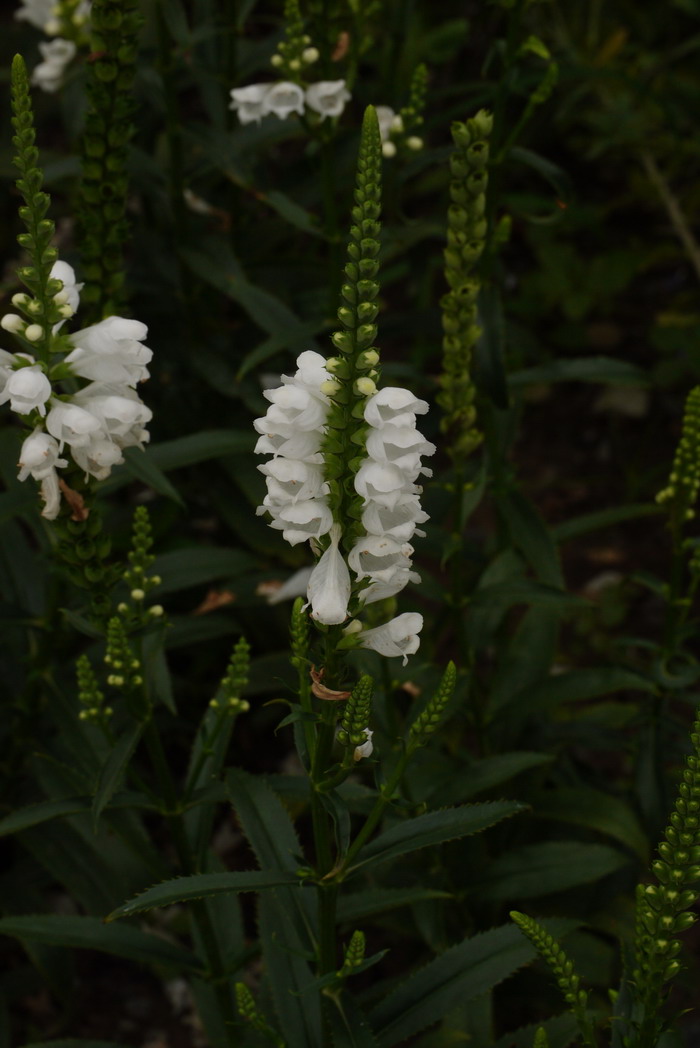 蓝色风信子花语