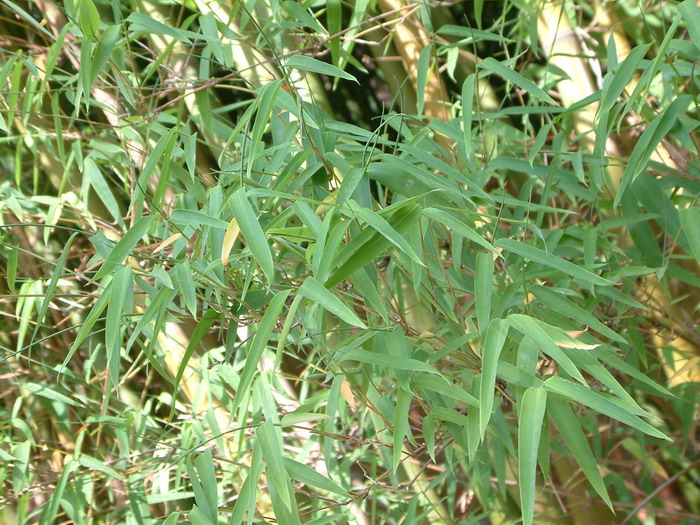 肉肉植物