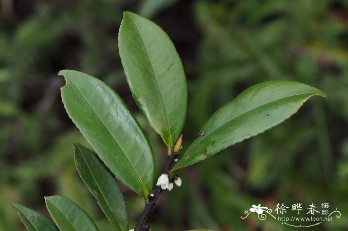 樱花起源