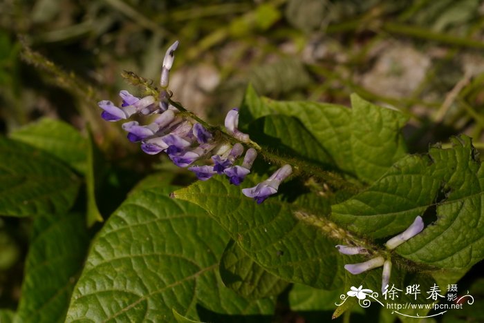 滴水观音花