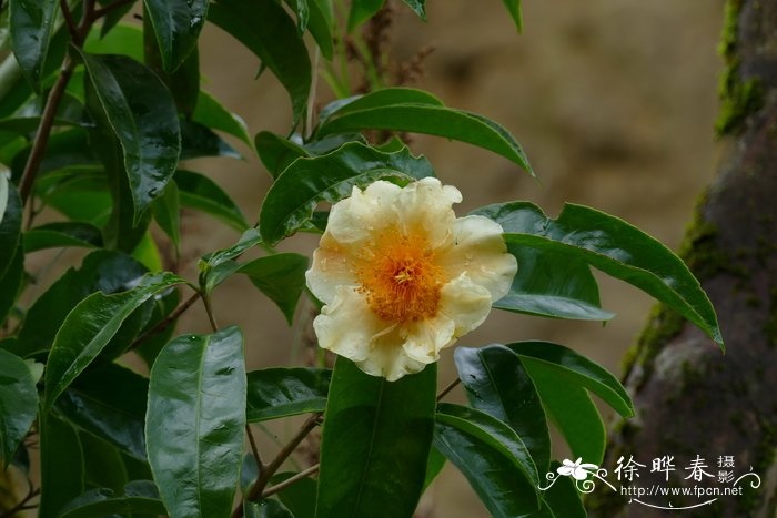 黄花菜的做法