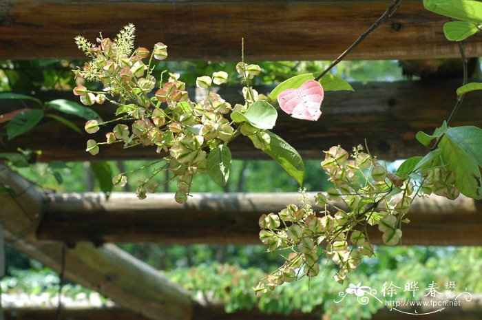 芡实茎