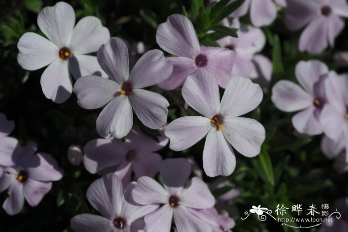 茶花花期多长