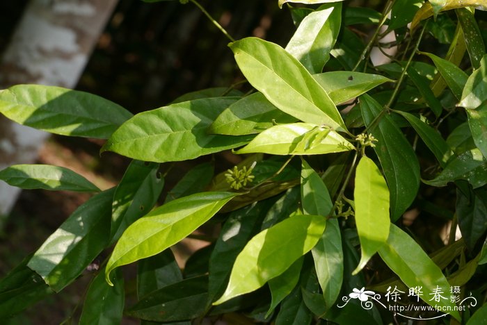 鱼腥草怎么种植